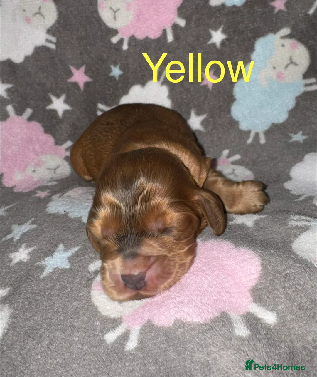 Cocker Spaniel dogs for sale: Outstanding Show Quality Show Type Cocker Spaniels - Advert 21