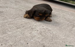 Cocker Spaniel dogs for sale: Miniature working Cocker spaniel puppies for sale - Image 21