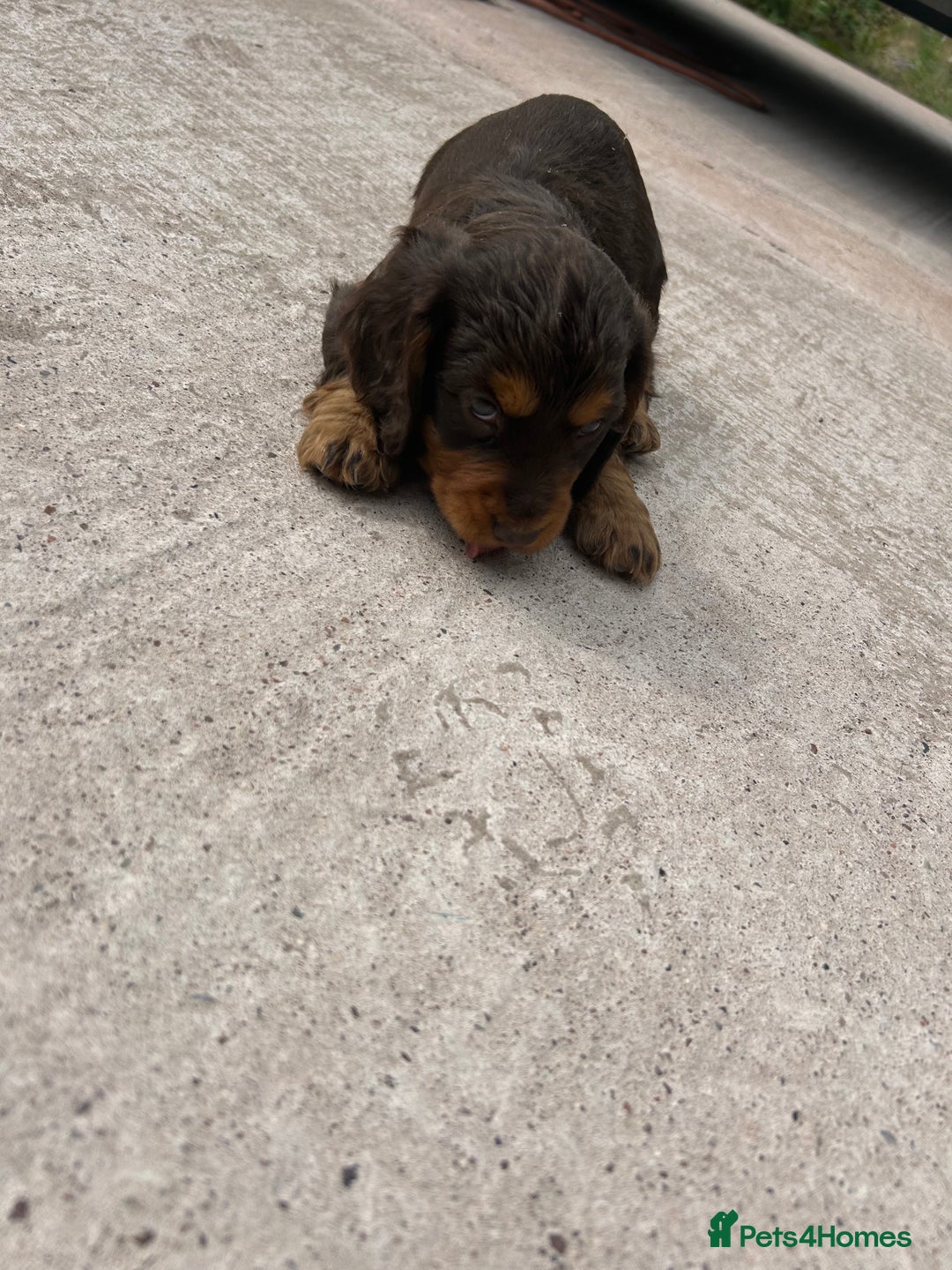 Cocker Spaniel dogs for sale: Miniature working Cocker spaniel puppies for sale - Image 21