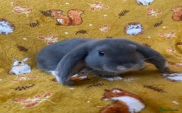 French Lop rabbits for sale: Brc rung Giant French lop rabbits for sale  - Image 4