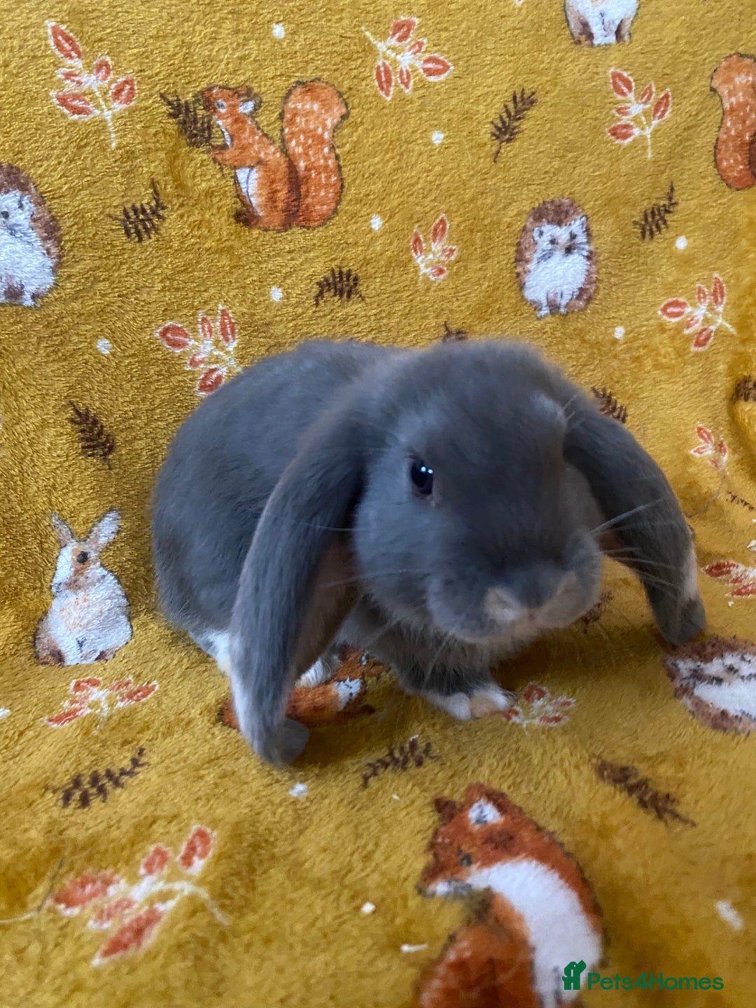 French Lop rabbits for sale: Brc rung Giant French lop rabbits for sale  - Image 4