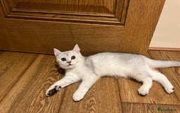 Scottish Fold cats for sale: 😻😻😻 Last beautiful girl 😻😻😻 - Image 7