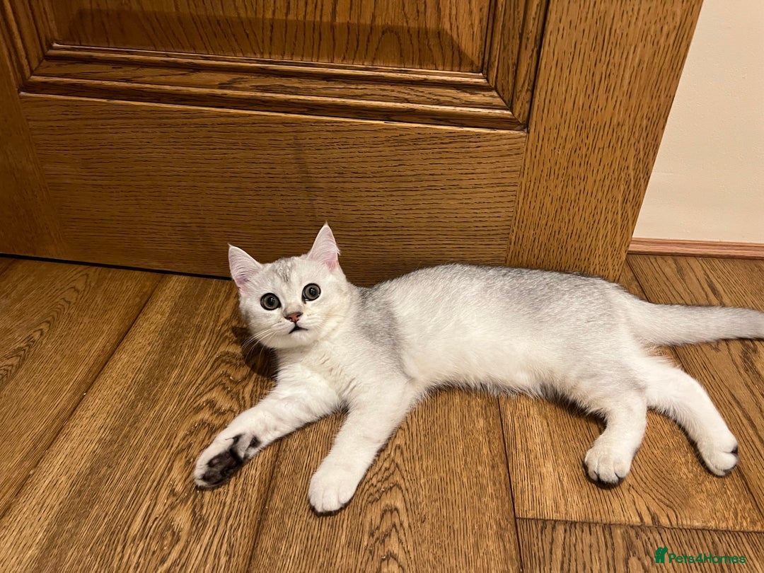 Scottish Fold cats for sale: 😻😻😻 Last beautiful girl 😻😻😻 - Image 7