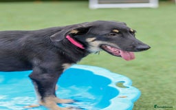 Mixed Breed dogs for adoption: Sweet Stella - reserved - Advert 4