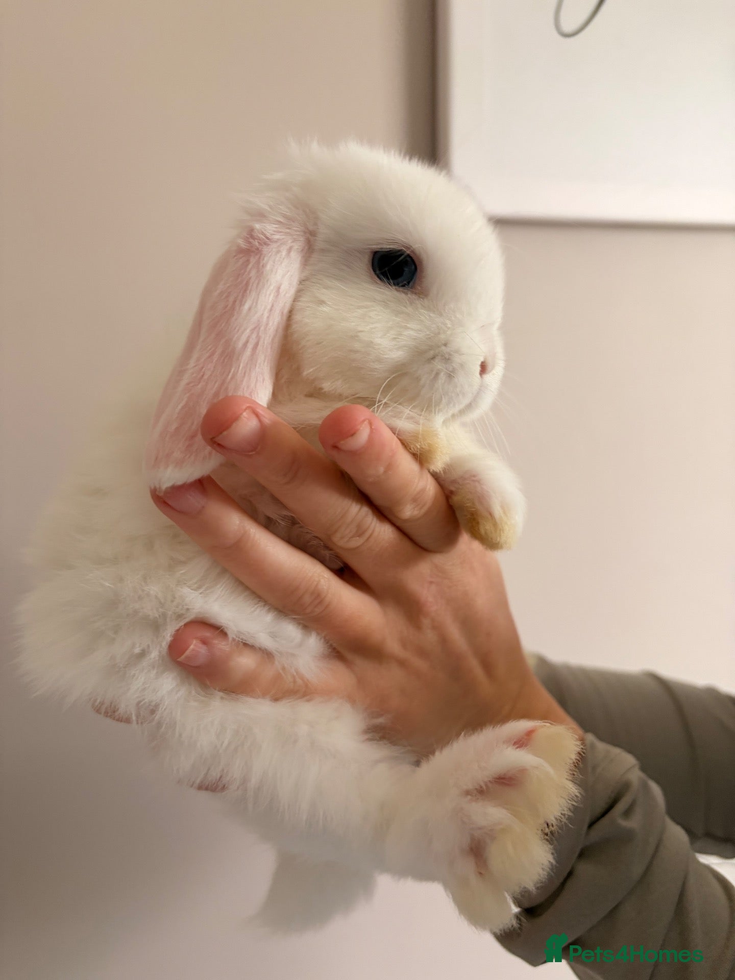 Mini Lop rabbits Beautiful mini lop babies - Advert 2