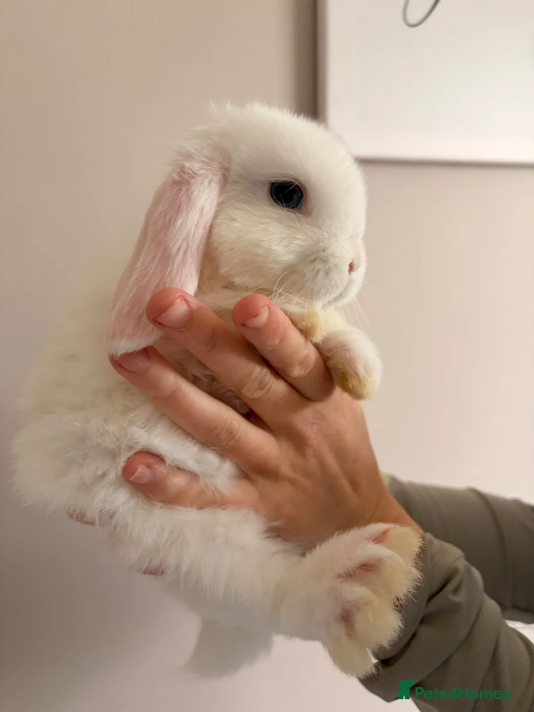 Mini Lop rabbits for sale: Beautiful mini lop babies - Advert 2