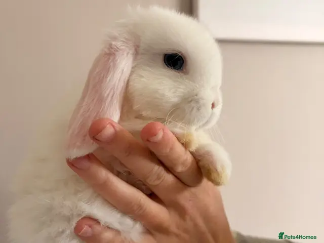 Mini Lop rabbits Beautiful mini lop babies - Advert 2