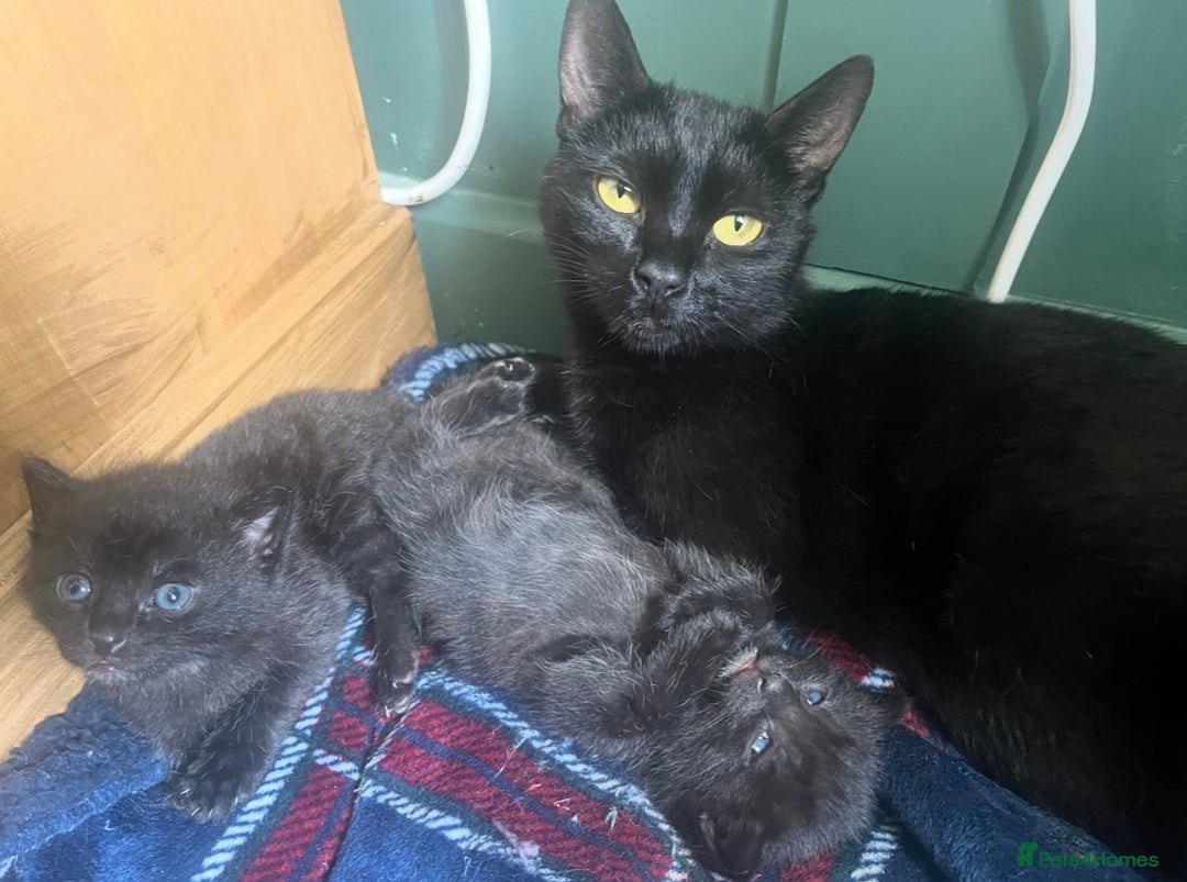 Mixed Breed cats for sale: 2 male kittens  - Image 4