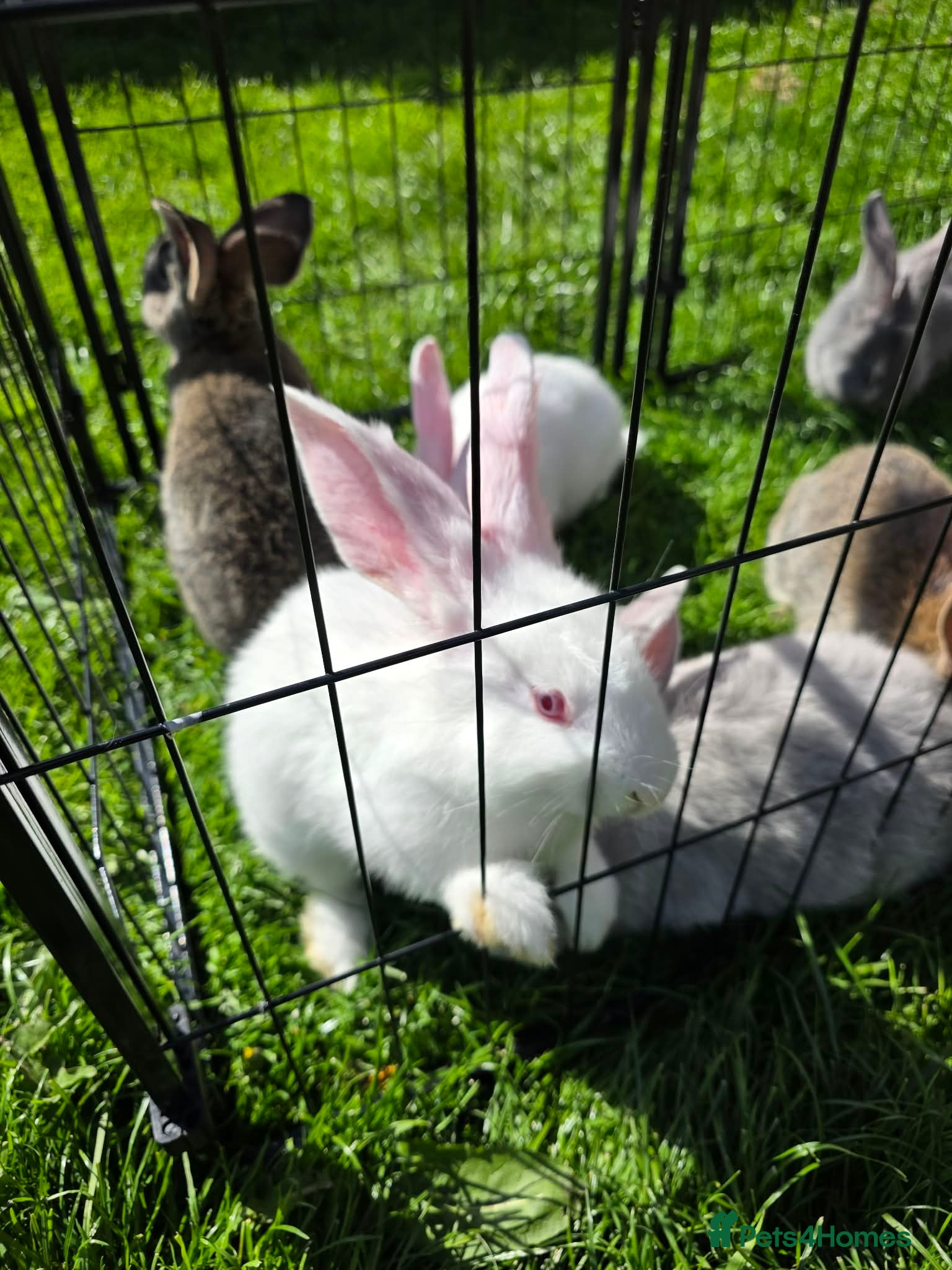 Continental Giant rabbits Gorgeous litter of continental giant bunnies😍 - Advert 2