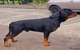 Rottweiler dogs for sale: (KC) REX & DELLAS FINAL LITTER OF QUALITY PUPS - Image 13