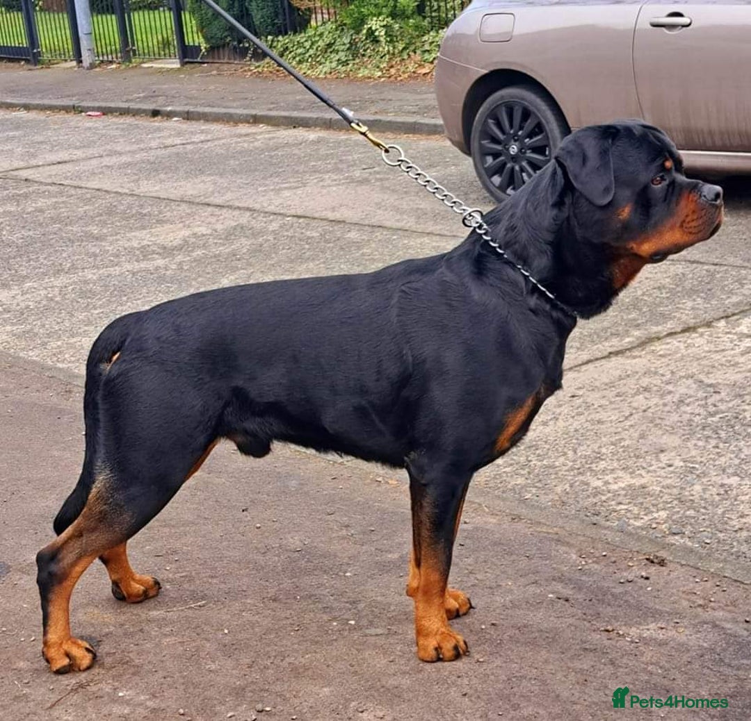 Rottweiler dogs for sale: (KC) REX & DELLAS FINAL LITTER OF QUALITY PUPS - Image 13