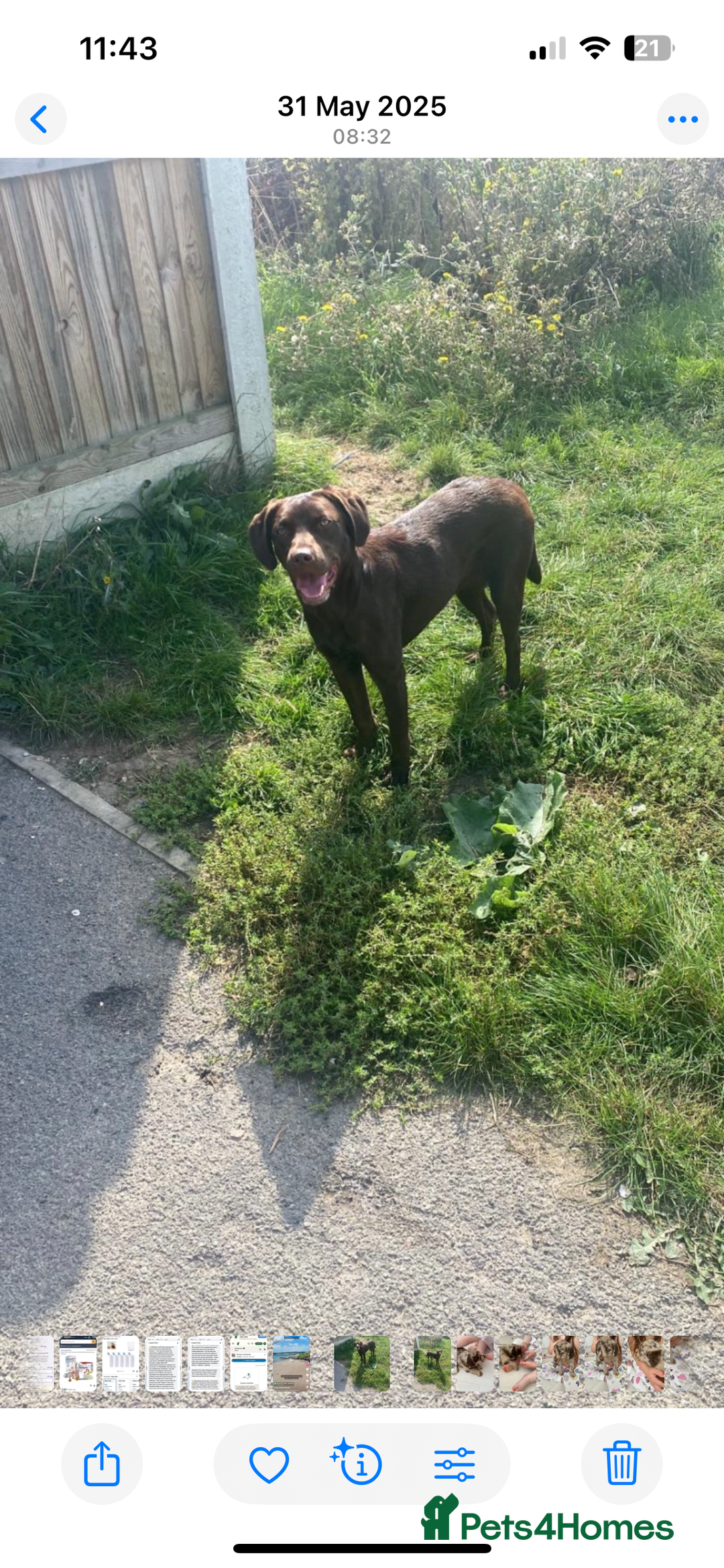 Labradoodle dogs for sale: Labradoodle Puppies (Miniature)  - Advert 18