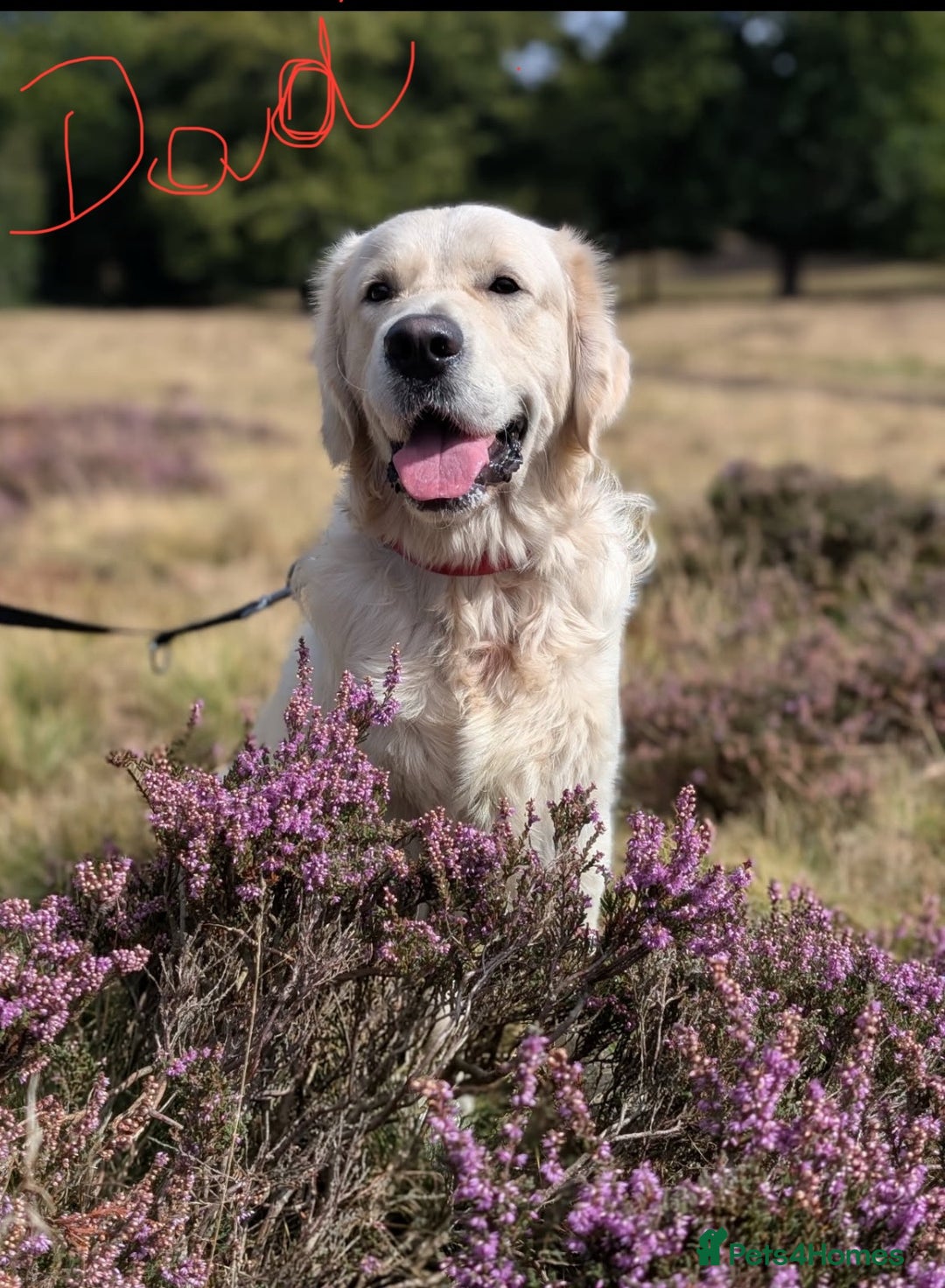 Golden Retriever dogs for sale: Beautiful Golden Retriever puppies KC - Advert 6