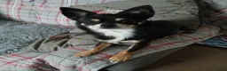 Chihuahua dogs for stud: Dog for stud - Advert 4