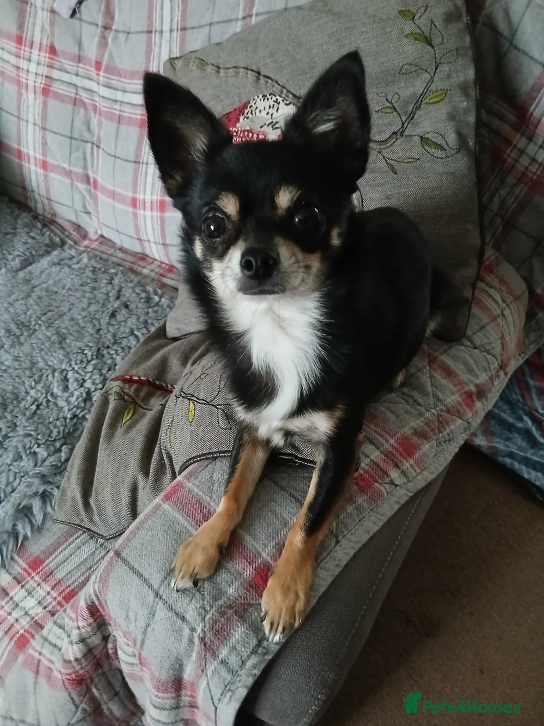 Chihuahua dogs for stud: Dog for stud - Advert 4