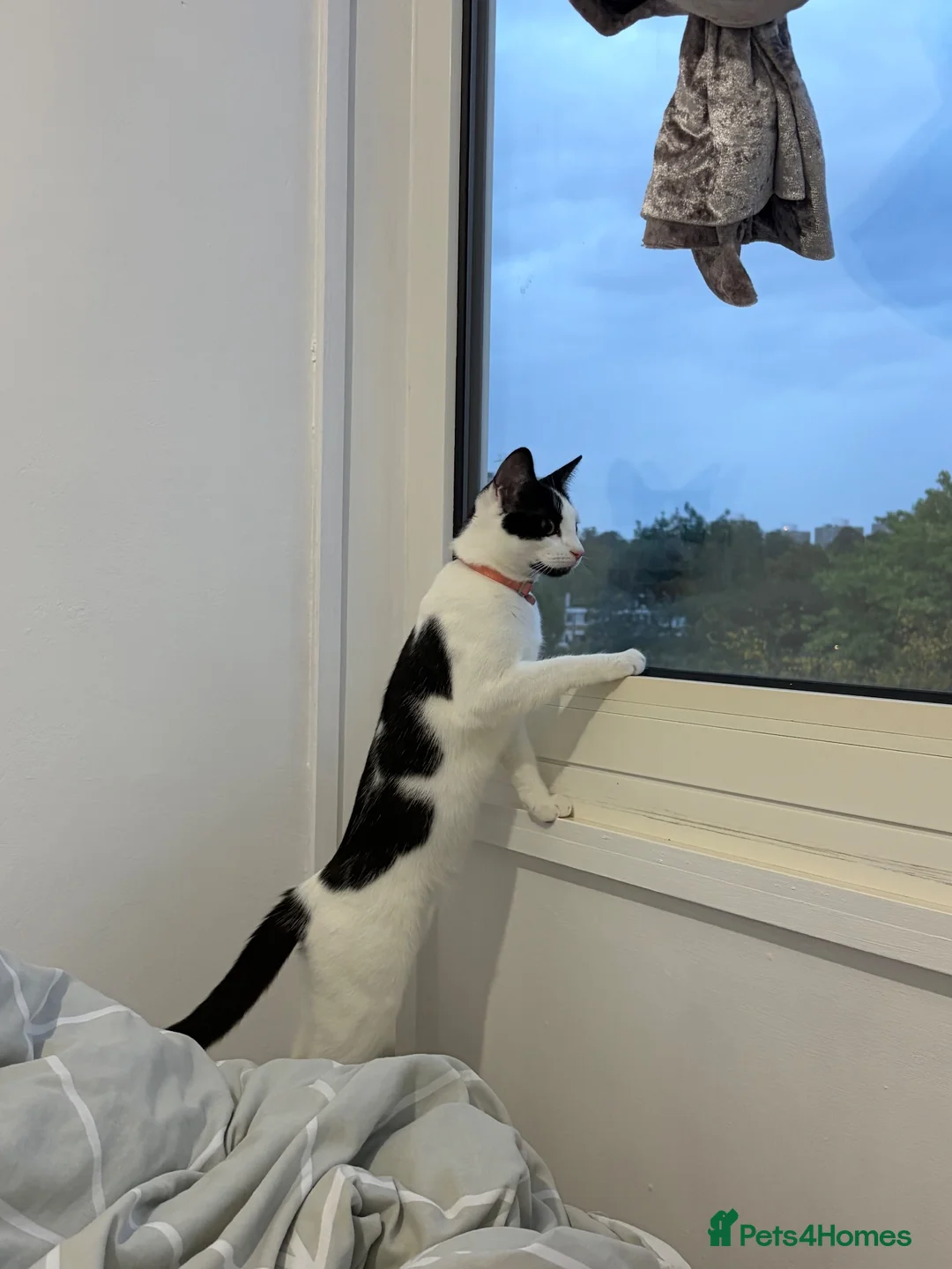 Domestic Shorthair cats for sale: Pretty Domestic short hair 8 month old kitten in London - Advert 5