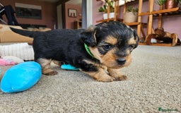 Jackapoo dogs for sale: Jackapoo Puppies - Image 8