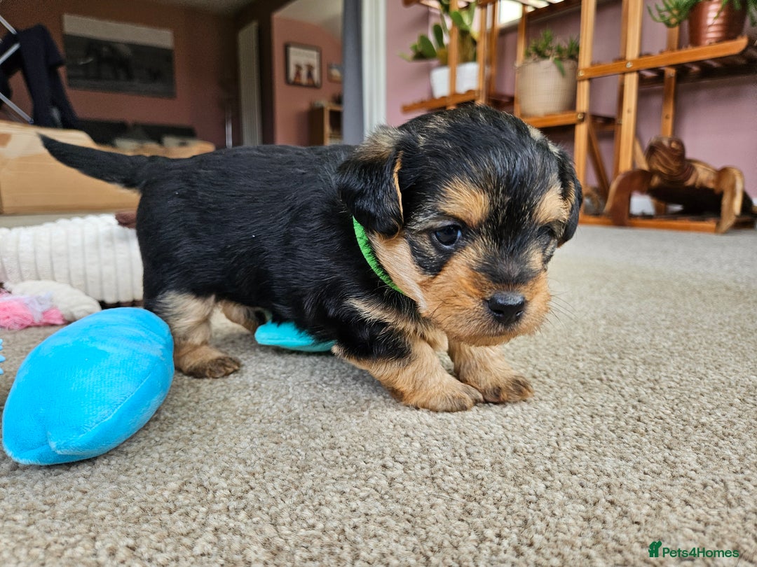 Jackapoo dogs for sale: Jackapoo Puppies - Image 8