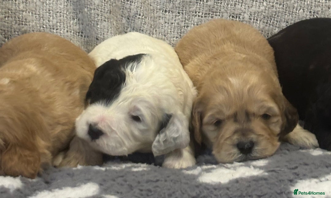 Cockapoo dogs for sale: Stunning F1 Cockapoos - Show H/Tested KC Parents!! - Advert 8