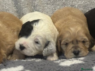 Cockapoo dogs Stunning F1 Cockapoos - Show H/Tested KC Parents!! - Advert 6