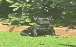 French Bulldog dogs for sale: French bulldog female  - Image 1