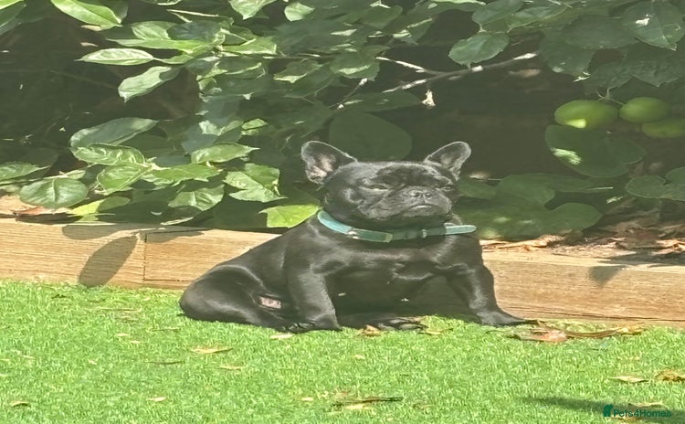 French Bulldog dogs - Advert 7