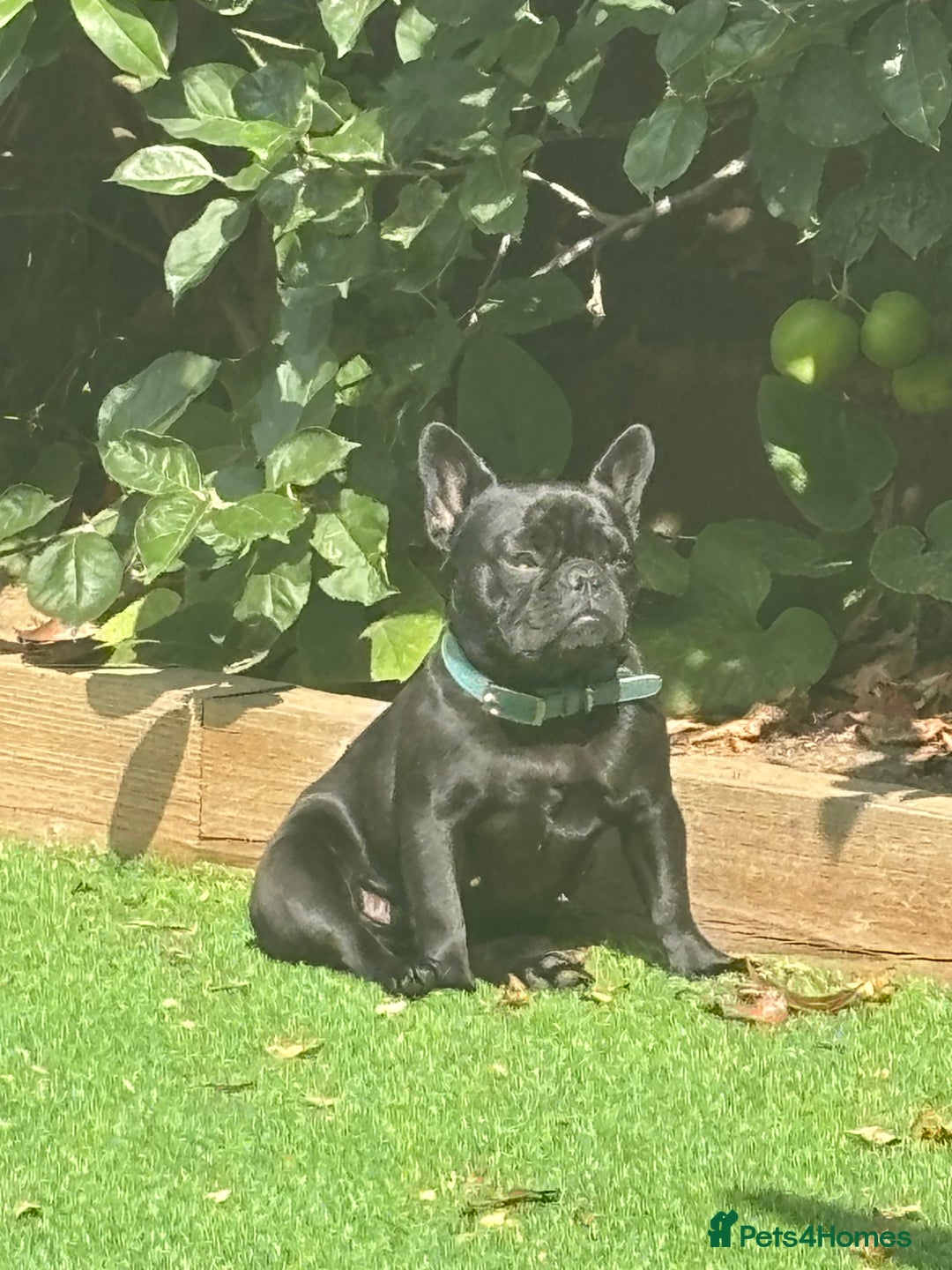 French Bulldog dogs for sale: French bulldog female  - Image 1