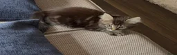 Maine Coon cats for sale: Maine coon cross kittens - Advert 20