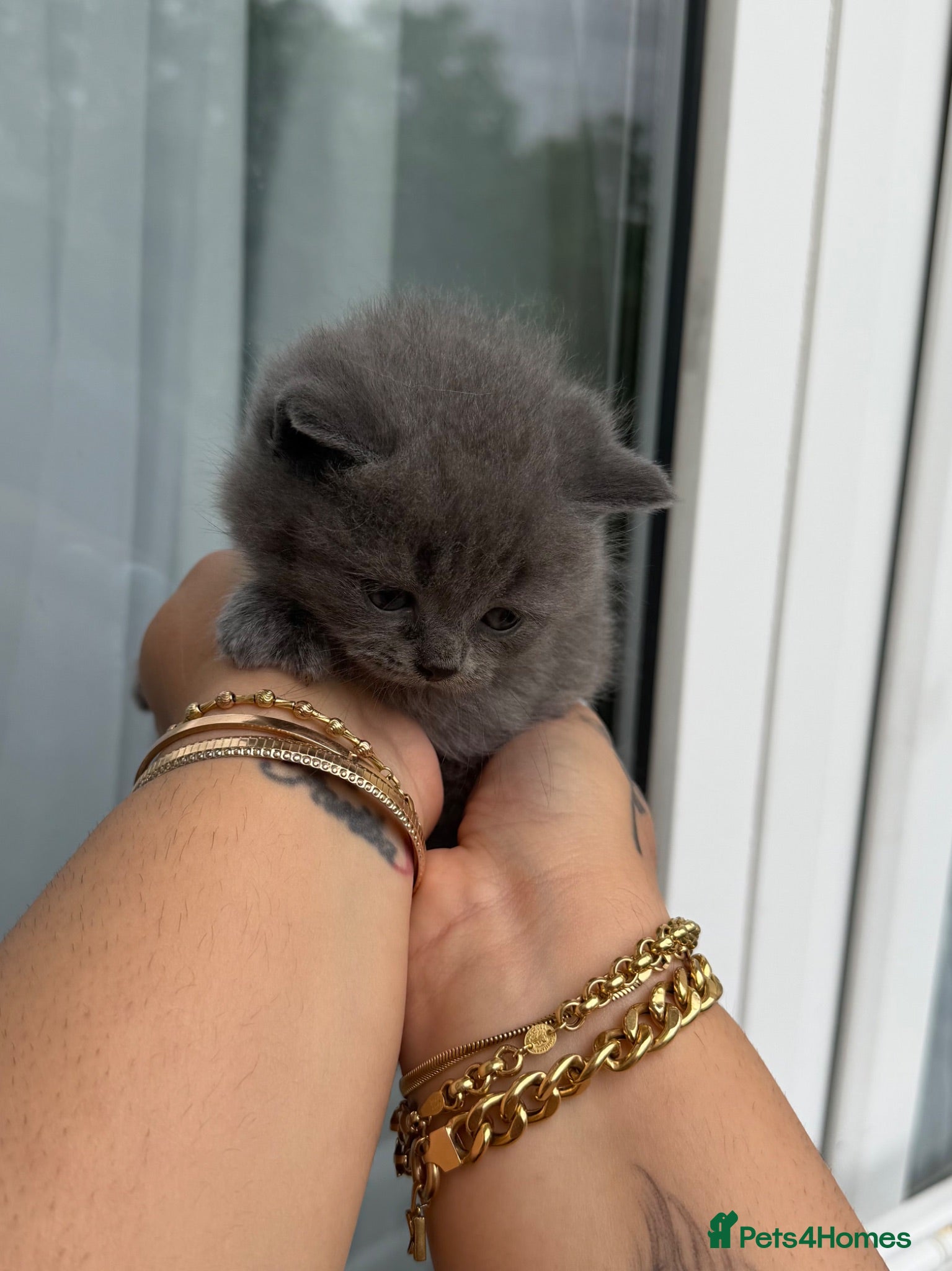 British Shorthair cats British shorthair kittens  - Advert 5