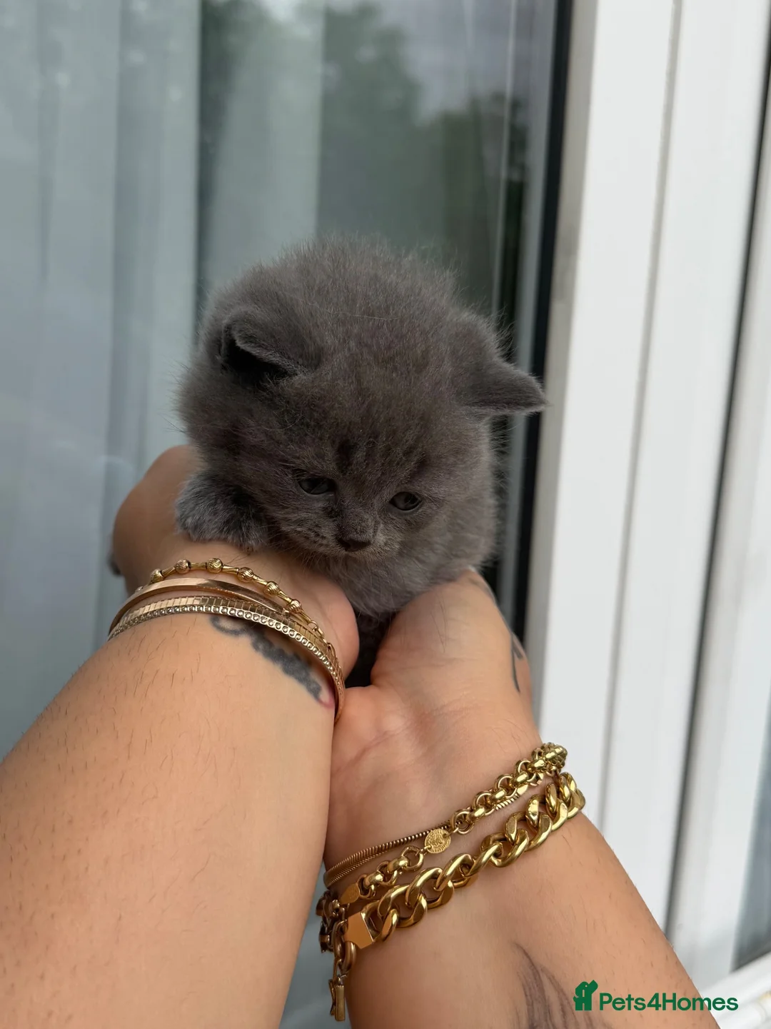 British Shorthair cats for sale: British shorthair kittens  - Advert 1