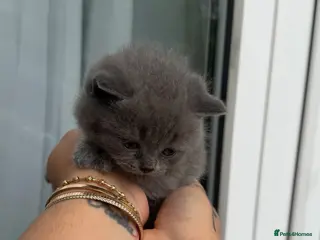 British Shorthair cats British shorthair kittens - Advert 12