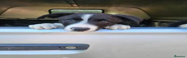 Border Collie 4