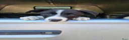 Border Collie dogs for sale: Beautiful Border Collie Puppies - Advert 7