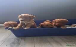Cockapoo dogs for sale: Beautiful toy cockapoos - Image 8