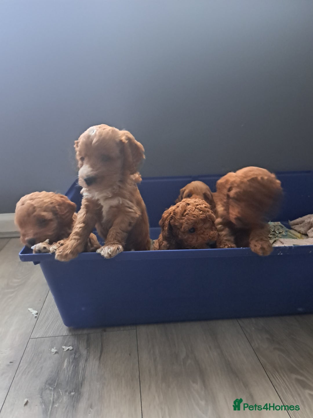 Cockapoo dogs for sale: Beautiful toy cockapoos - Image 8