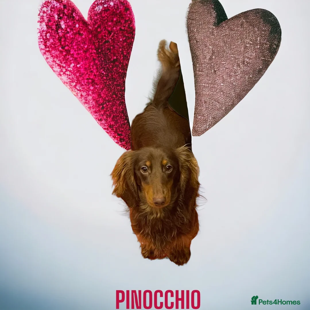 Miniature Dachshund dogs for stud: STUNNING MINIATURE DACHSHUND AVAILABLE AT STUD  in Grays - Advert 5