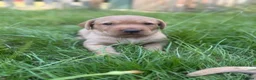 Labrador Retriever dogs for sale: Beautiful Fox Red Labrador Puppy – 1 Boy Available - Advert 4