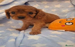 Cavalier King Charles Spaniel dogs for sale: Kc reg health tested parents 🩷💙 - Image 3