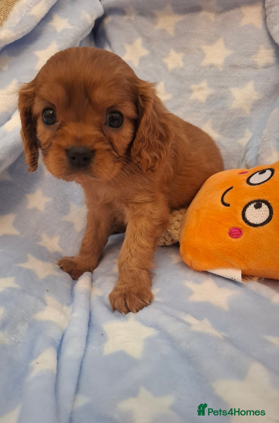 Cavalier King Charles Spaniel dogs for sale: Kc reg health tested parents 🩷💙 - Image 3