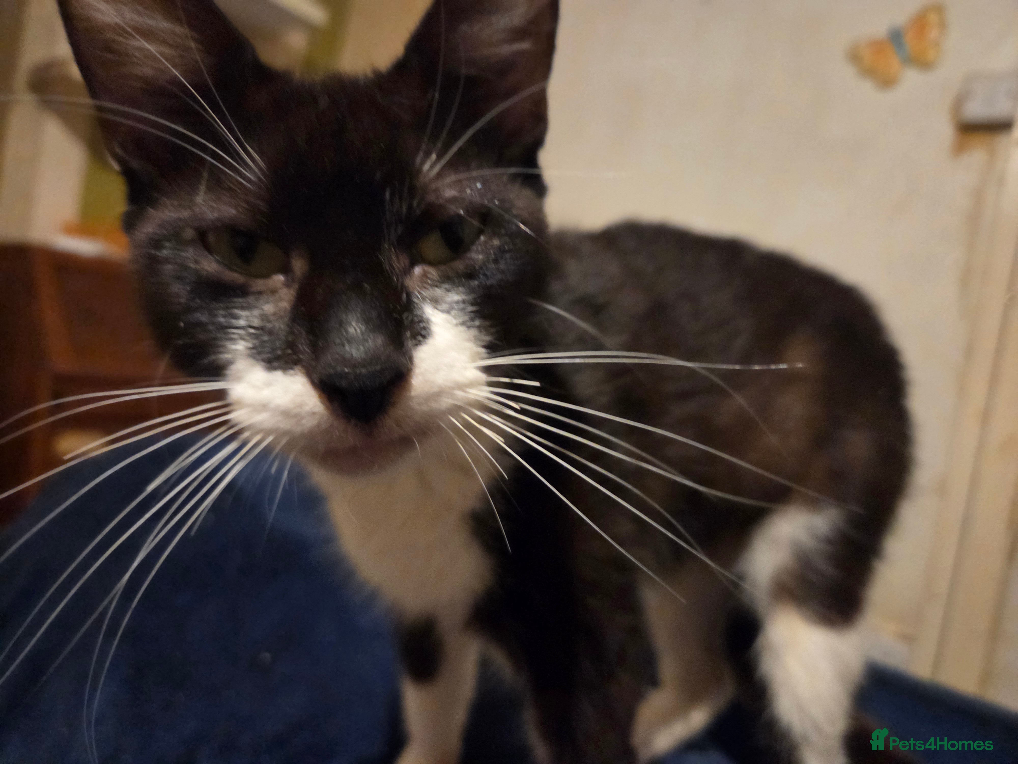 Mixed Breed cats Kittens - Advert 11