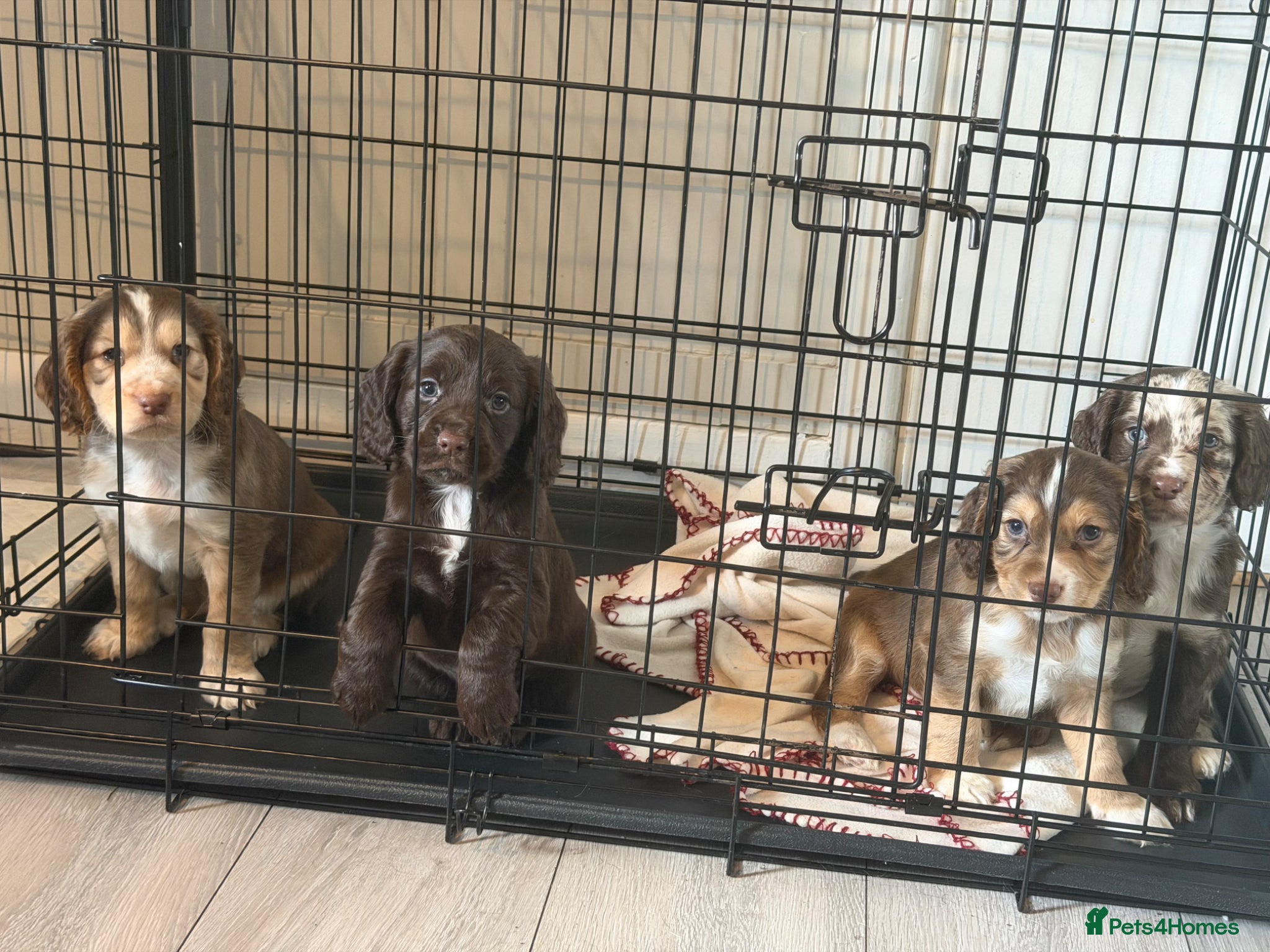 Cocker Spaniel dogs 2 BOYS LEFT!⭐️ - Advert 1