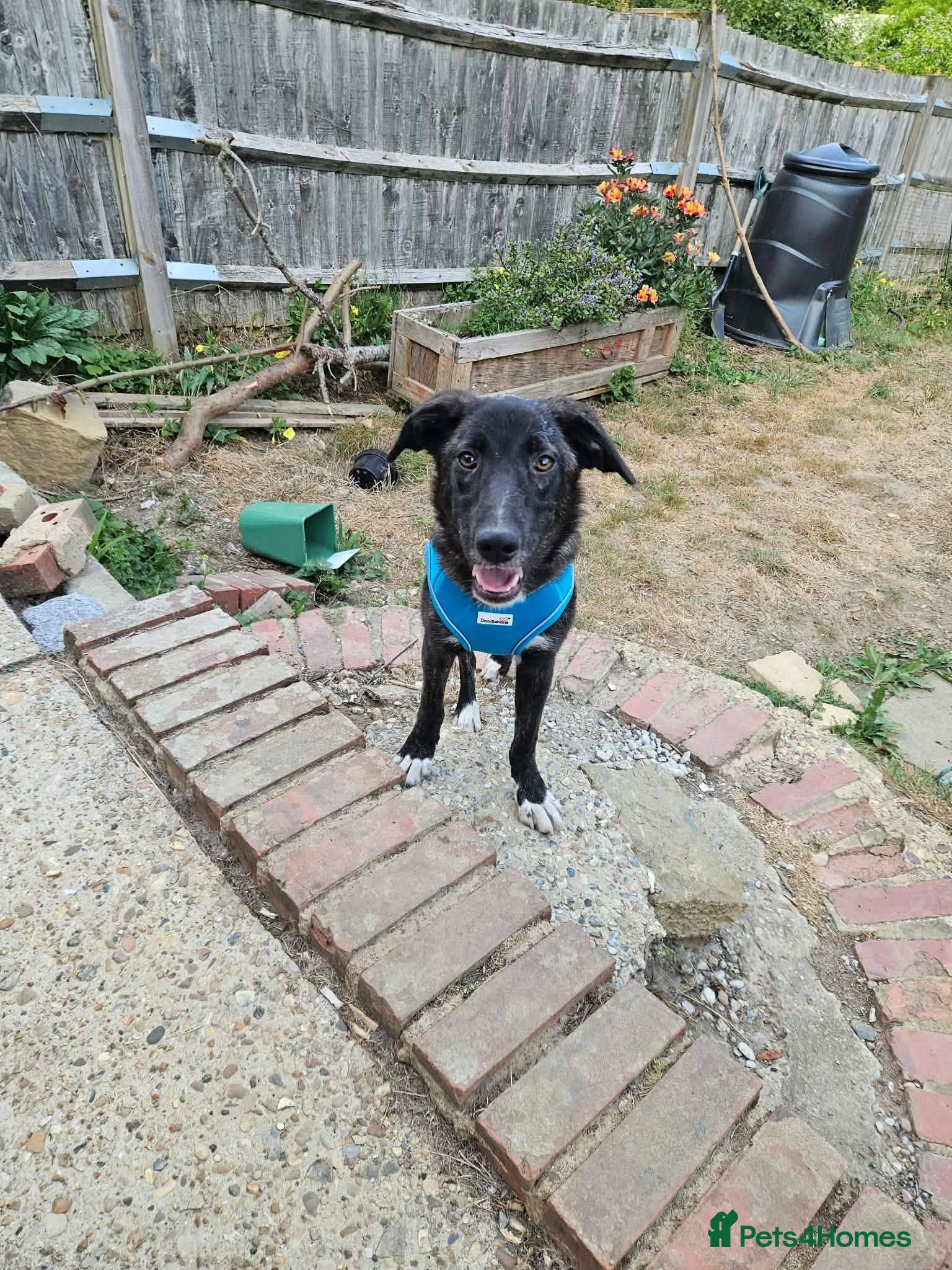 Mixed Breed dogs Green for adoption - Advert 1