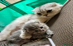 Scottish Fold cats for sale: Adorable rare silver tabby/lilac tabby kittens 🐾 - Image 14