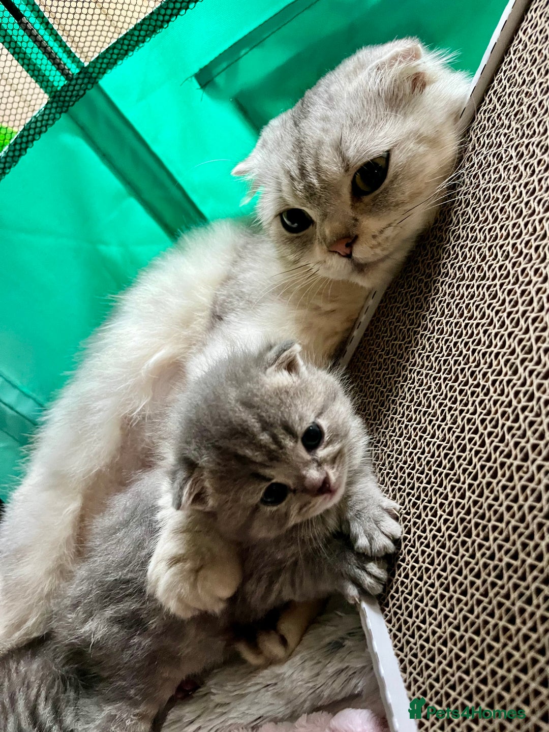 Scottish Fold cats for sale: Adorable rare silver tabby/lilac tabby kittens 🐾 - Image 14