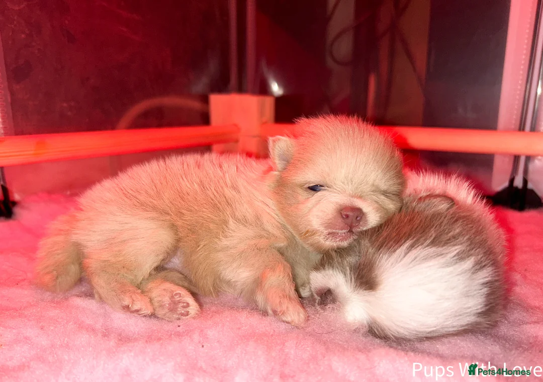 Pomeranian dogs for sale: Beautiful  **  Russian Girls  - Advert 10