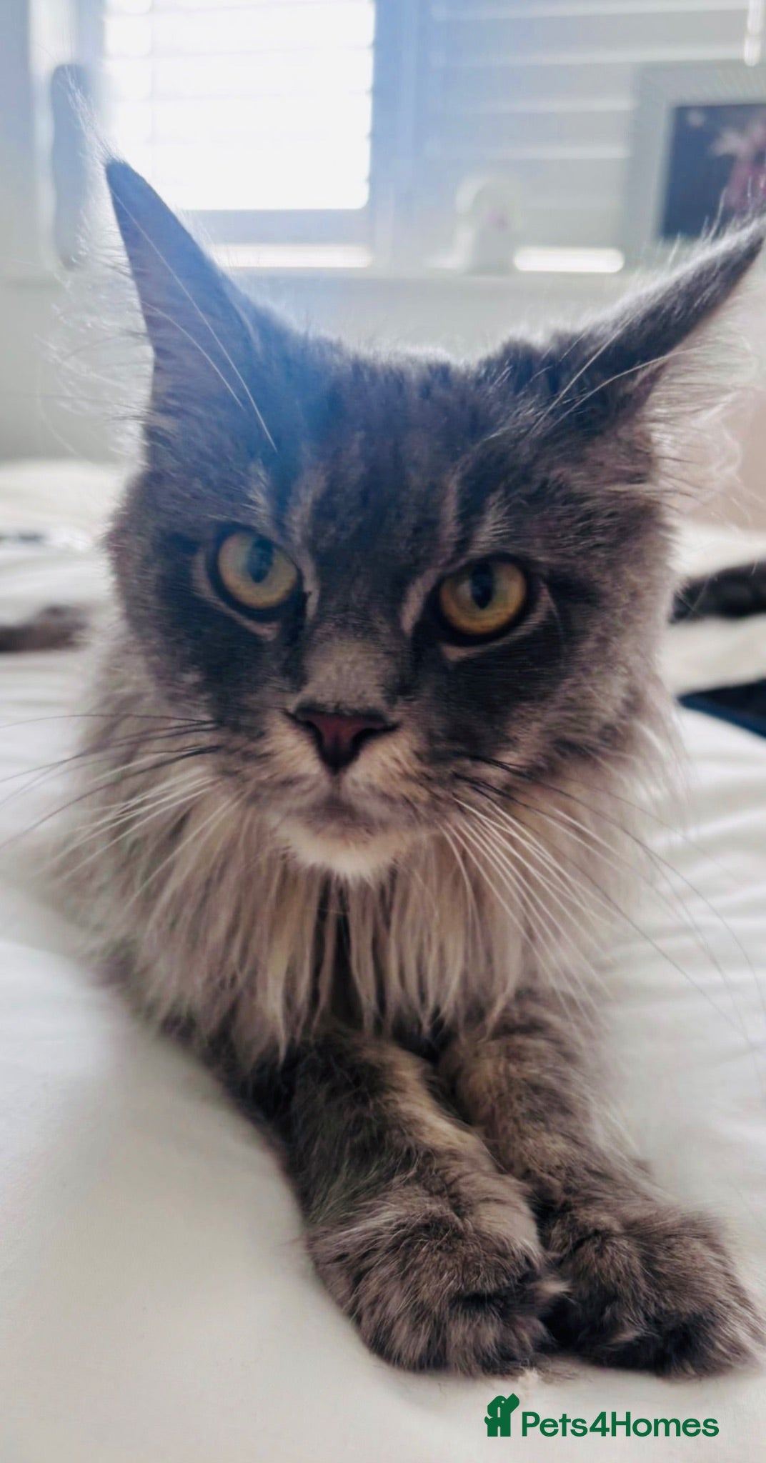 Maine Coon cats Stunning TICA Registered Maine Coon kittens ❤️❤️❤️ - Advert 2