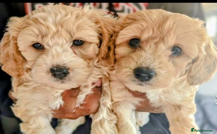 Mixed Breed dogs - Advert 2