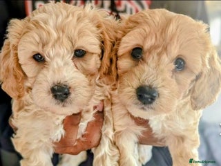 Mixed Breed dogs - Advert 2