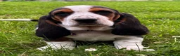 Basset Hound dogs for sale: KC Registered Basset Hound puppy for sale - Advert 1