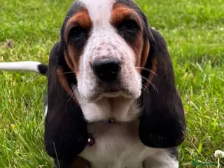 Basset Hound dogs Basset Hound puppies for sale - Advert 2